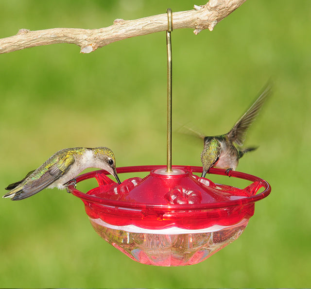 Aspects Rose Mini HummBlossom feeder with two hummingbirds feeding, featuring a HighView Perch and clear plastic basin for easy nectar monitoring.