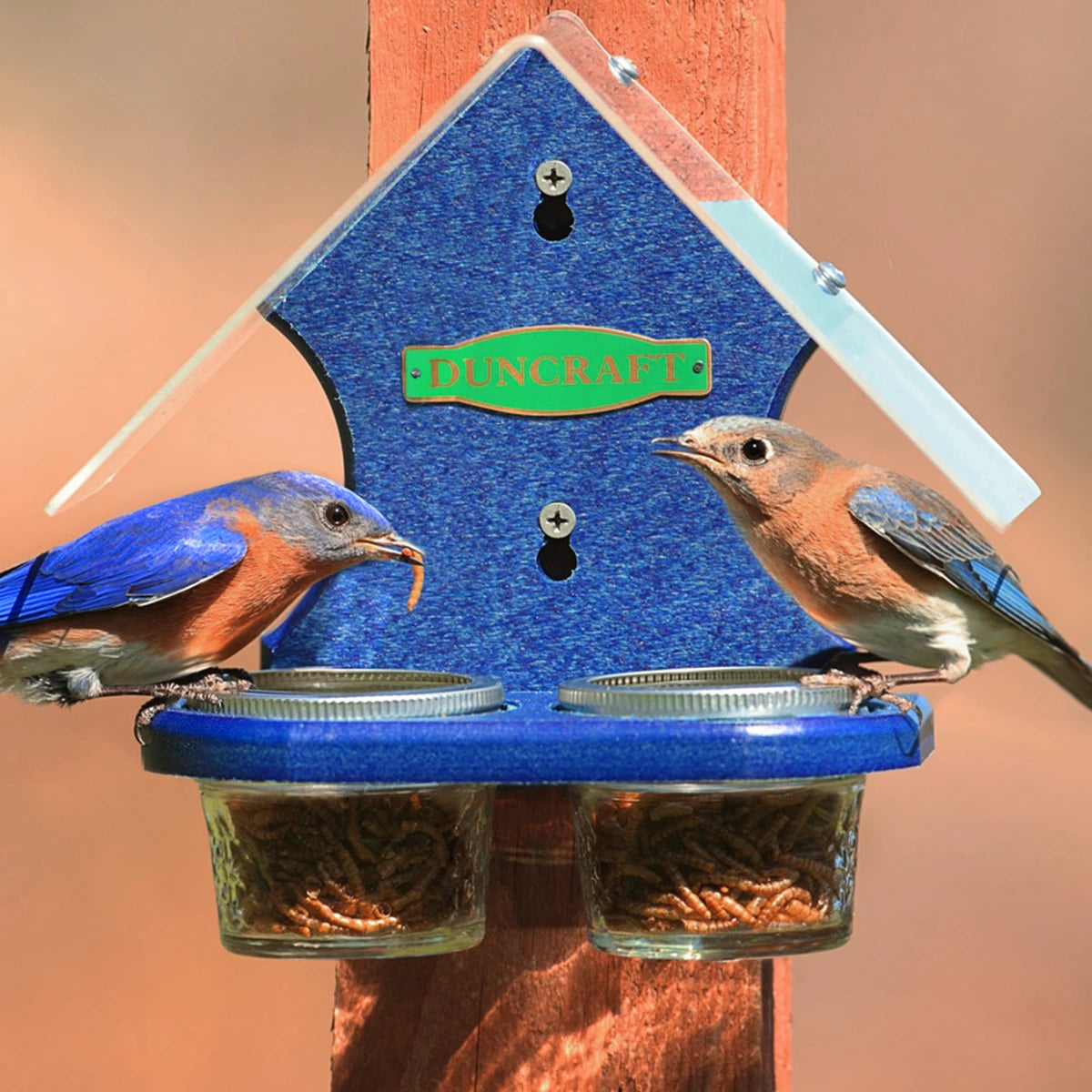 Duncraft Mealworm Delight Feeder with two bluebirds eating from glass jars under a clear plastic roof, mounted on a flat surface.