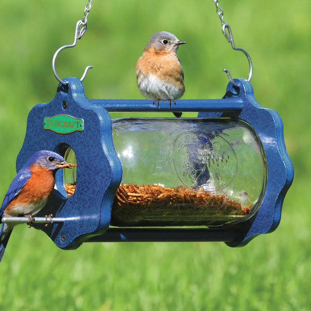 Duncraft Bluebird Bug-A-View Jar: Clear glass jar bird feeder with entry hole, built-in perch, and hanging chain, designed for easy feeding and viewing of bluebirds.