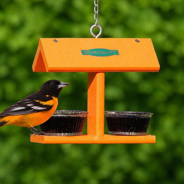 Duncraft EZ Jelly Feeder: An oriole perches on the feeder with two jelly cups, designed for easy filling and durable use.