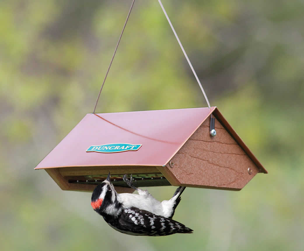 Duncraft Copper Roof Upside Down Suet feeder with a black and white woodpecker clinging to it, showcasing its unique design and durability.