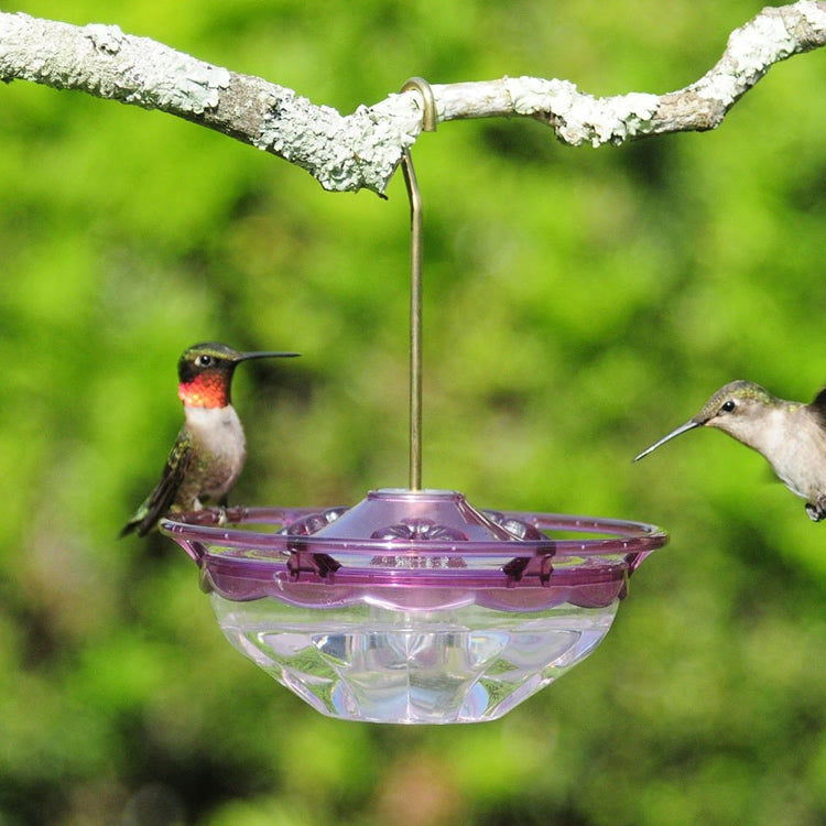 Aspects Plum Mini HummBlossom feeder with two hummingbirds feeding, featuring a HighView Perch and three feeding stations.