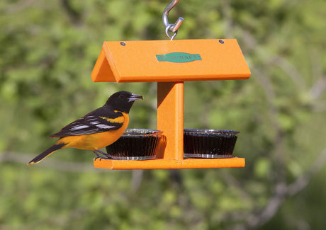 Duncraft EZ Jelly Feeder: An oriole perches on the feeder with two jelly cups, designed for easy filling and durable use.