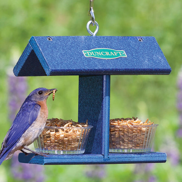 Duncraft EZ Bluebird Feeder with two cups, a bluebird perched and eating mealworms, featuring a durable blue construction and roof shelter.