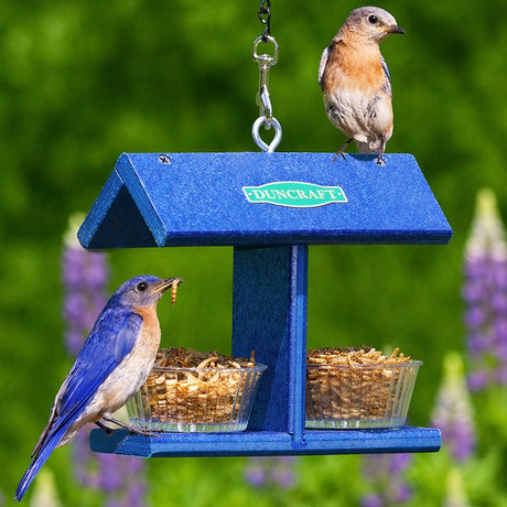 Bluebird mealworm feeder with two bluebirds and a green background. 