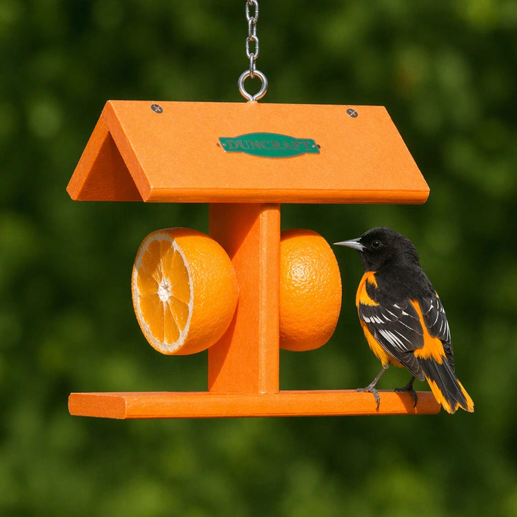 Orange bird feeder with oranges and a bird perched on it against a green background