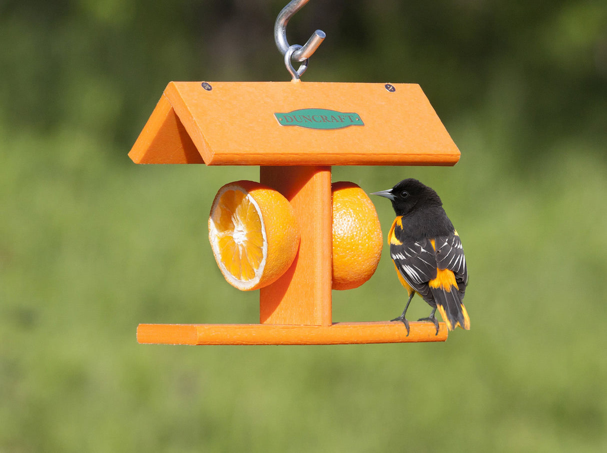 Duncraft EZ Fruit Feeder with an oriole perched on it, featuring two metal skewers holding orange halves and a sheltering roof.