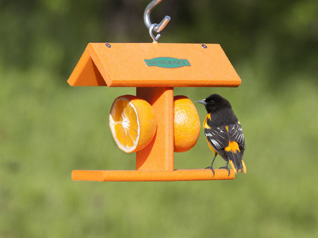 Duncraft EZ Fruit Feeder with an oriole perched on it, featuring two metal skewers holding orange halves and a sheltering roof.