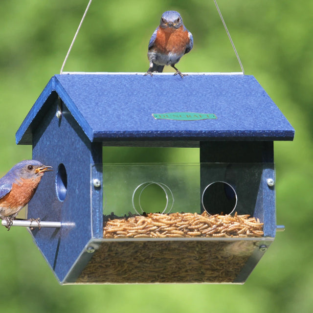 Duncraft Easy View Bluebird Feeder, Large, showcasing two birds feeding on mealworms with clearview plastic sides for activity viewing and a deep base for ample food storage.