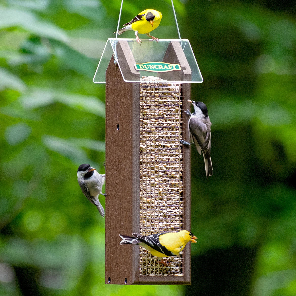 Duncraft Classic Sunflower Feeder