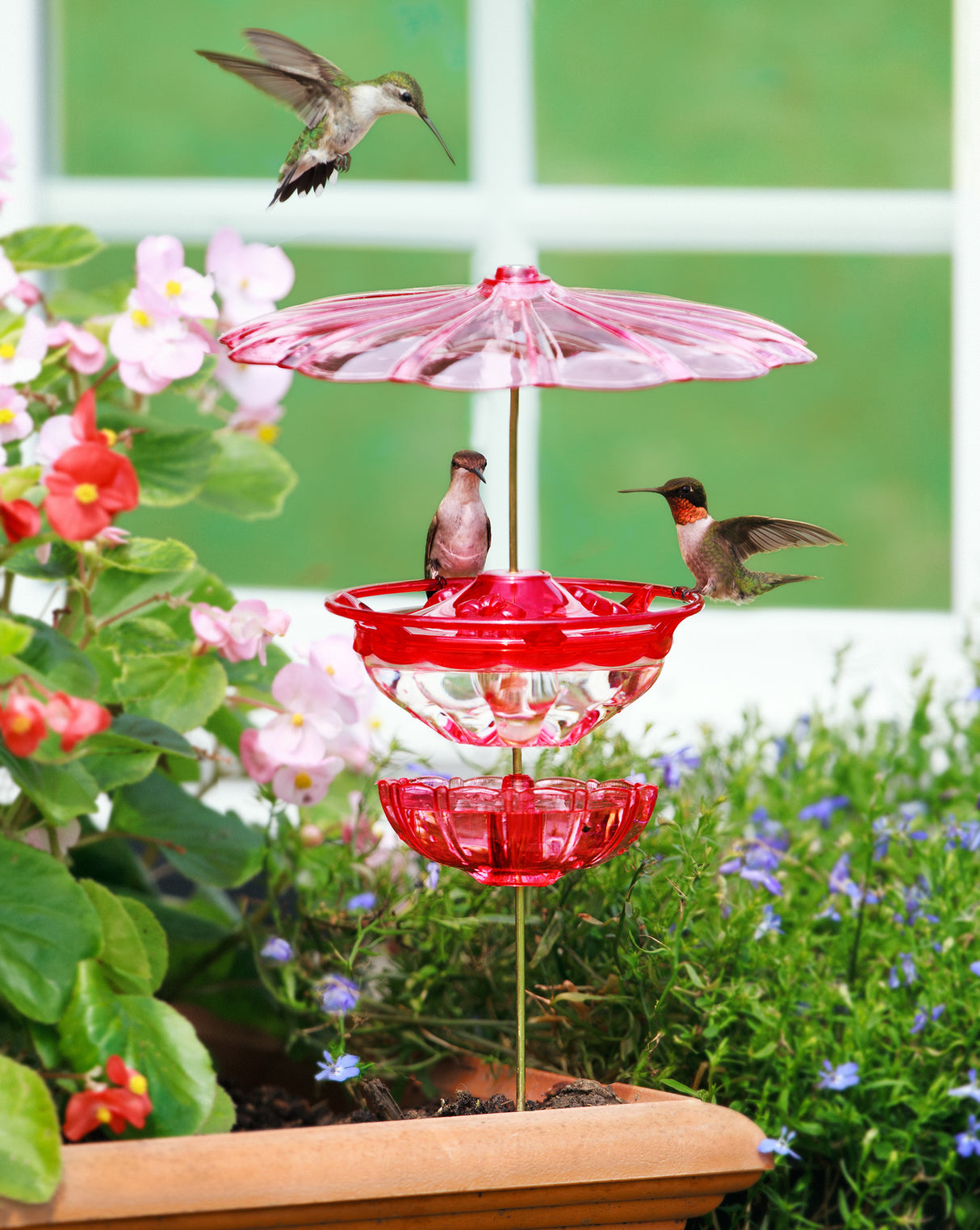 Aspects HummBlossom Feeder Set with two hummingbirds feeding, featuring ant moat, weather dome, and easy-detach design for cleaning.