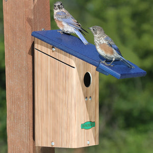 Duncraft Bluebird House & Wren Shield with two birds perched on the blue birdhouse, designed to protect nesting bluebirds from House Wrens.