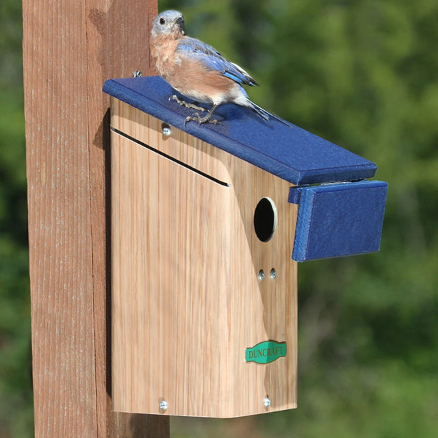 Duncraft Bluebird House & Wren Shield: A bird perches on a blue and white birdhouse designed to protect nesting bluebirds from House Wrens.