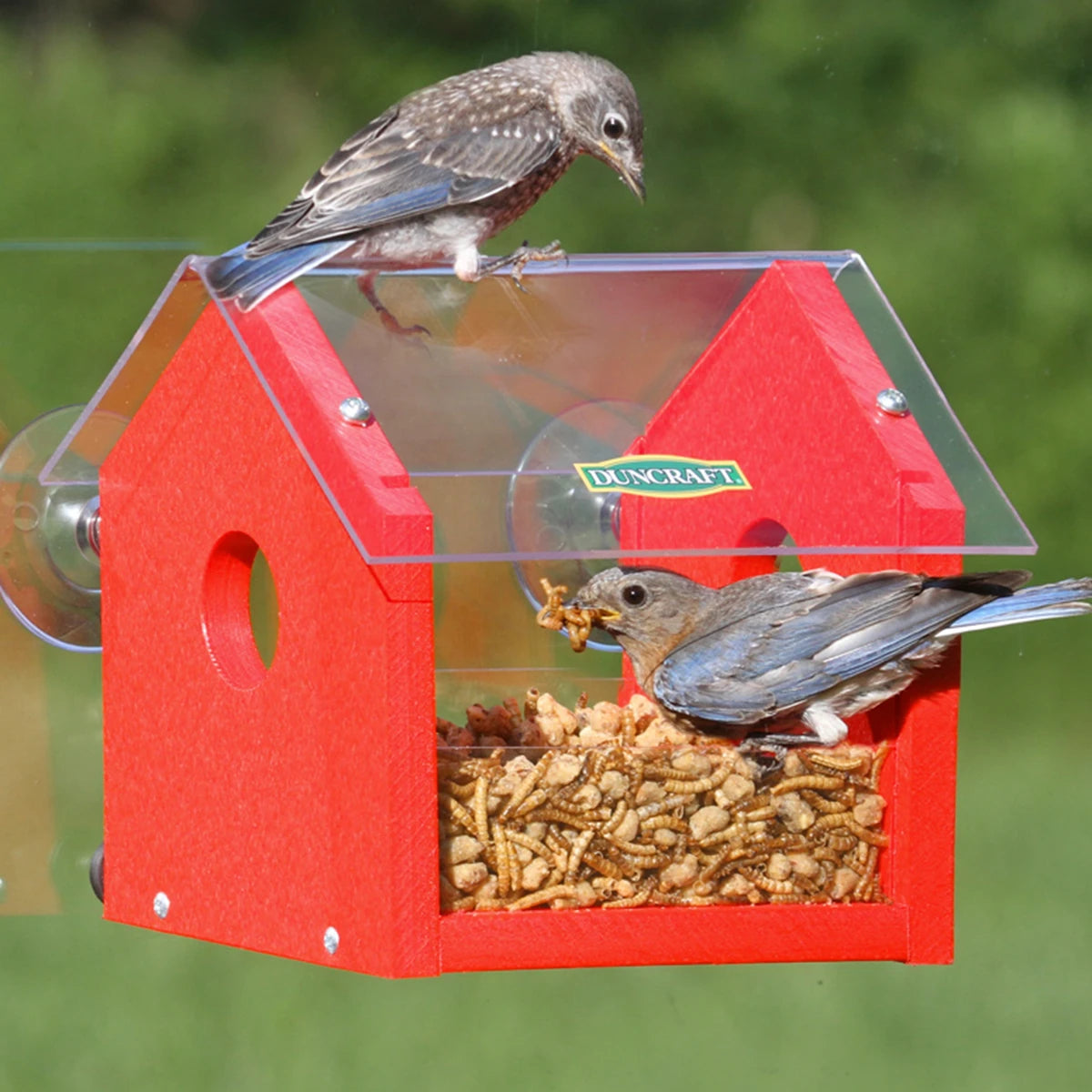 Duncraft Classic Bluebird Window Feeder