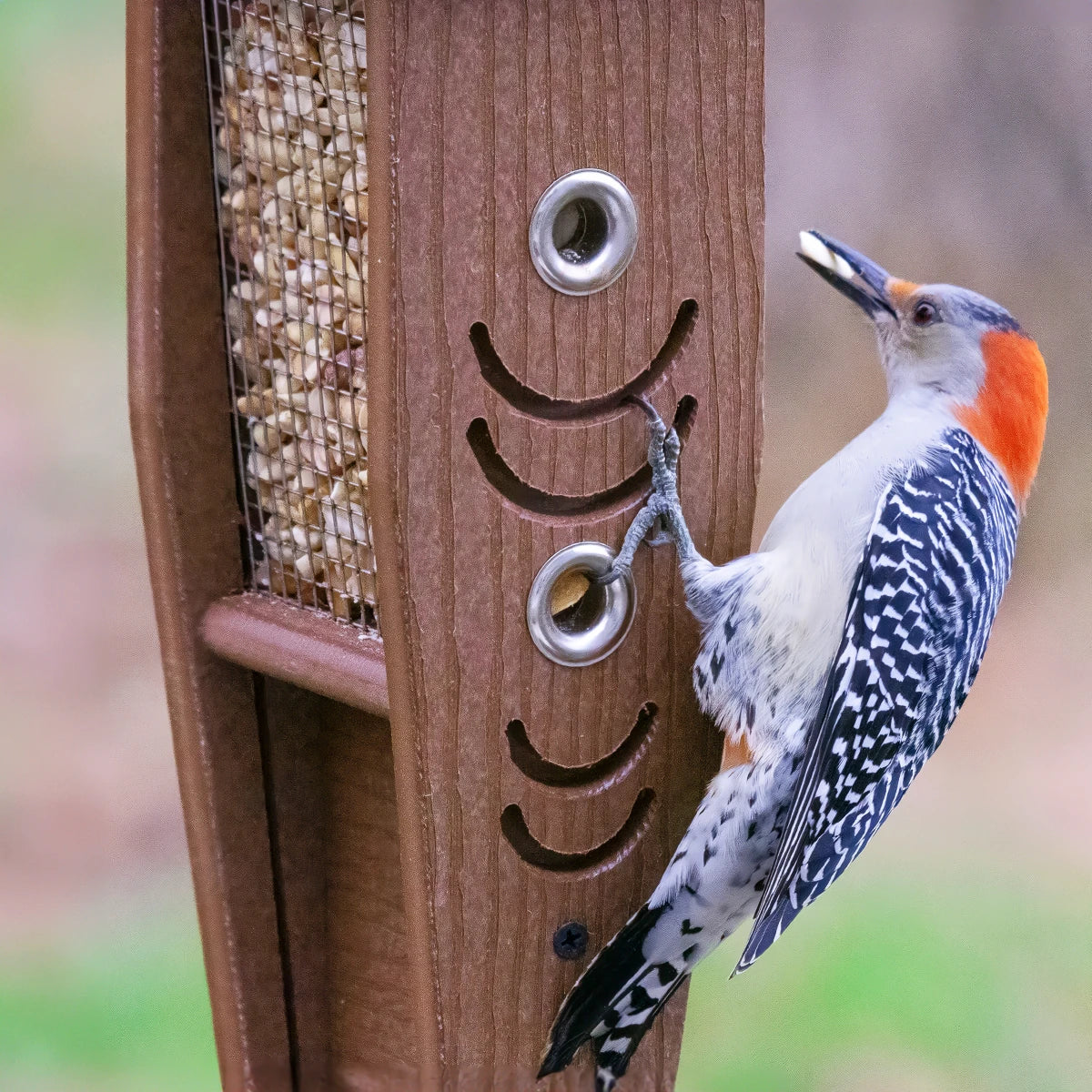 Duncraft Woodpecker Mesh Feeder showcasing a bird perched on the feeder with visible mesh sides and grooved perches.