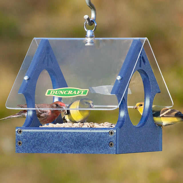 Duncraft Songbird Mealworm Magnet Feeder with birds feeding through fly-through openings, featuring a clear plastic roof and metal mesh flooring.