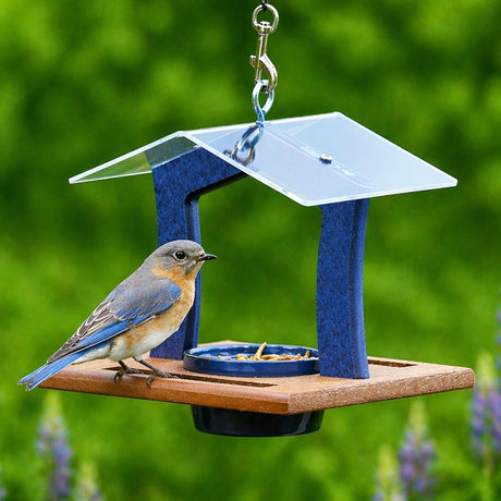 Duncraft Elegant Bluebird Feeder with wooden platform, blue supports, and clear roof; features a dish of mealworms and an Eastern Bluebird perched on it.