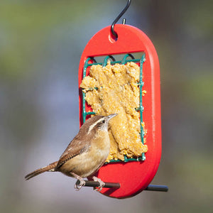 Duncraft Peanut Butter Feeder: A small bird perches and feeds on a wire feeder designed for holding peanut butter, offering an easy way to nourish birds.