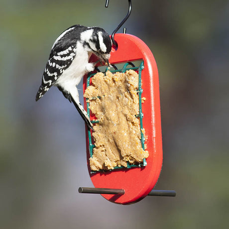 Duncraft Peanut Butter Feeder with a woodpecker eating from the wire caging filled with peanut butter, designed for easy bird feeding.