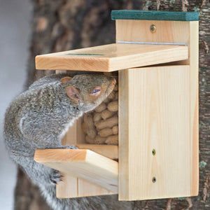 Jack in the Box Squirrel Feeder: A squirrel sits in a wooden feeder with a clear plastic front panel, mounted on a flat surface, accessing peanuts.