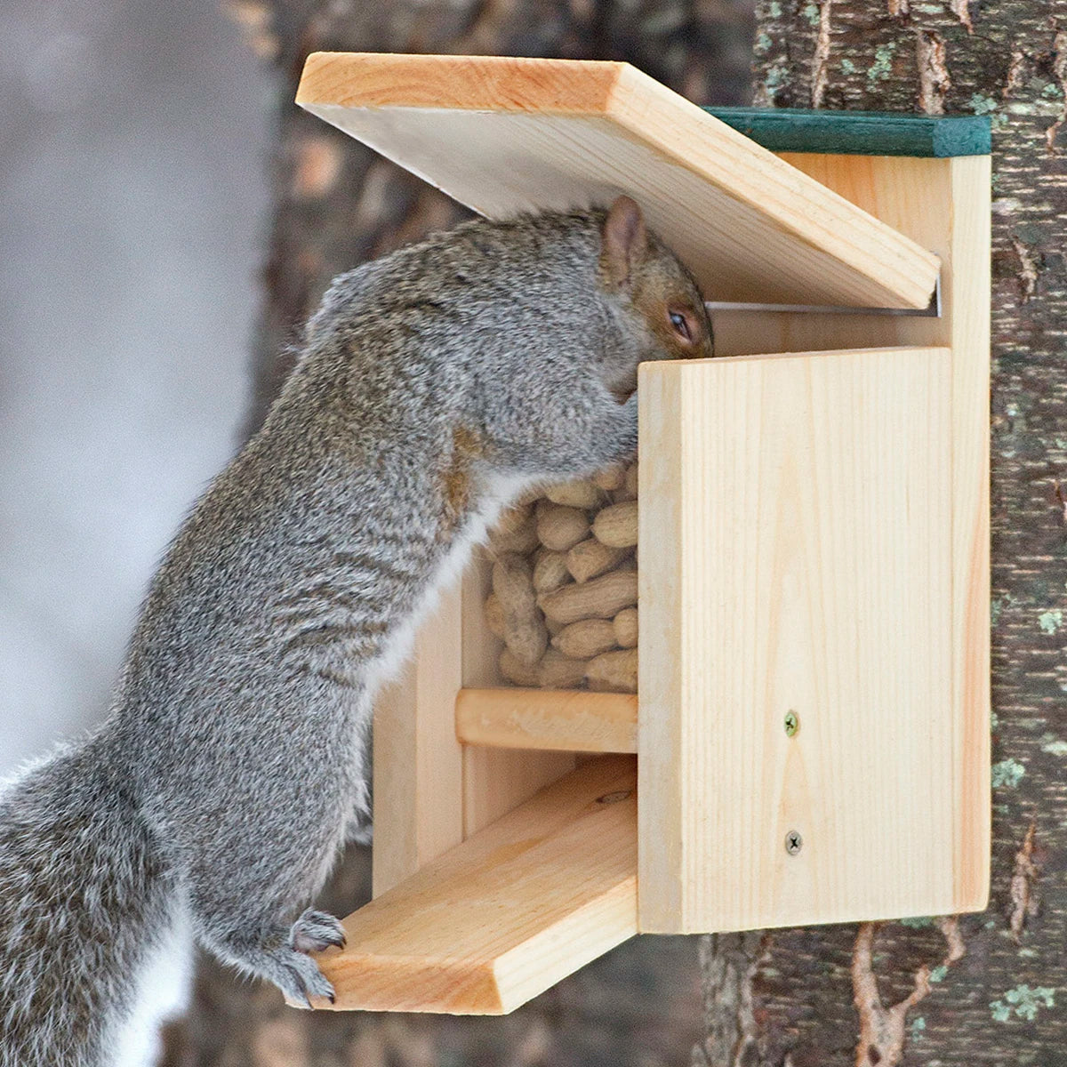 Jack in the Box Squirrel Feeder: A squirrel eats peanuts from a wooden feeder with a clear plastic front panel and green trim.