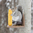 Squirrel Corn Recliner: A squirrel eating corn on a mounted feeder.