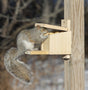 Original Pandora's Box squirrel feeder with a squirrel lifting the lid to eat peanuts, crafted from white pine and mounted on a flat surface.