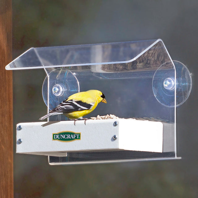 Duncraft Sheltered Water Shed Window Feeder with a yellow bird perched on it, showcasing the clearview roof and metal mesh drainage tray.