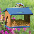 Duncraft Eco-Friendly Bluebird Feeder with blue roof, clear plastic sides, and metal perches, filled with mealworms, and a bluebird feeding inside.