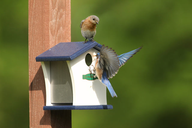 Duncraft Classic Airflow Bird House with a bird perched on the entrance, featuring a wire mesh floor for ventilation and easy roof removal.