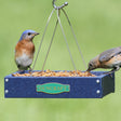 Duncraft Bluebird Platform Feeder with mealworms, showing birds feeding from the blue tray with perforated aluminum bottom and weather-resistant wire cable.