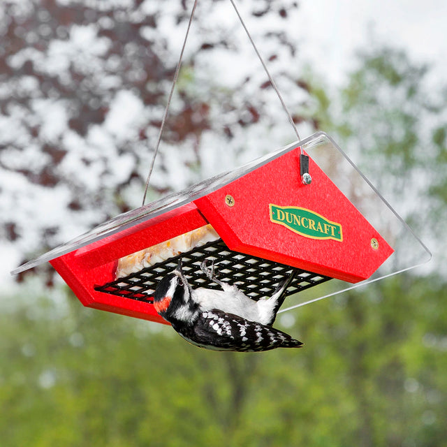 Duncraft Touch-Free Suet Feeder with a woodpecker feeding on it, featuring a clearview roof and vinyl wire mesh for easy suet access.