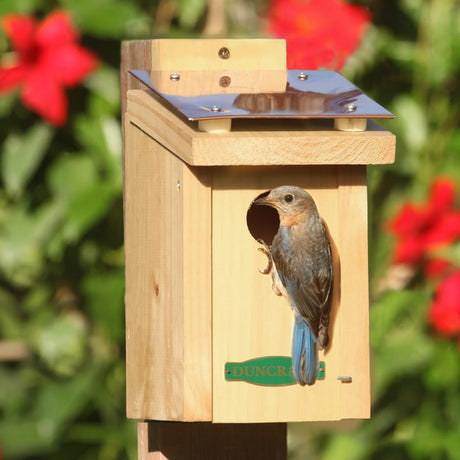 Duncraft Cooling Shield House: A bird perches inside a wooden birdhouse with a copper double roof, designed for ventilation and comfort, ideal for attracting bluebirds.