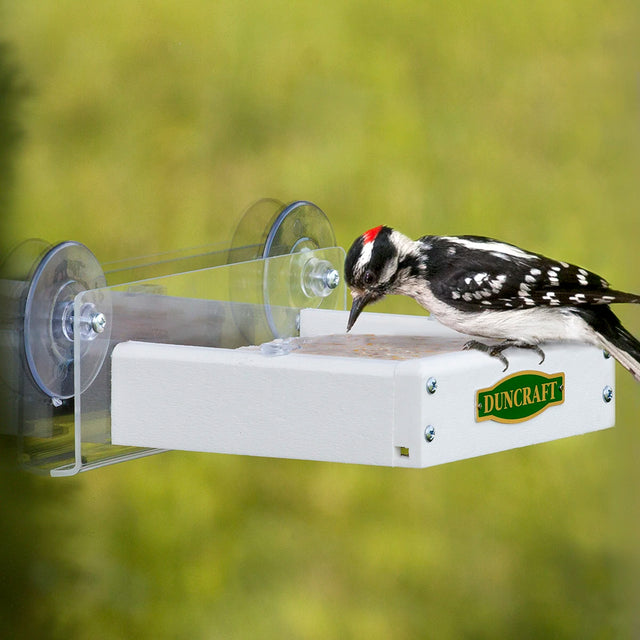 Duncraft Touch Free Window Suet Feeder with a woodpecker eating from the suet holder, attached to a window by large suction cups.