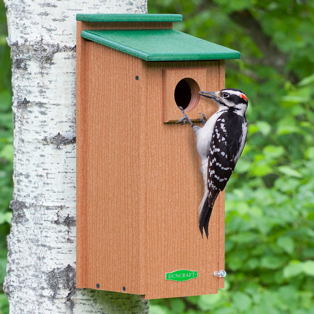 Duncraft Three Woodpecker House with a woodpecker perched on the entry hole, made of rugged recycled plastic, featuring a predator guard and cleanout panel.