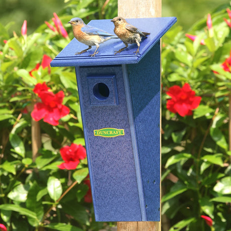 Duncraft Bird-Safe® Peterson Bluebird House, Blue: Two birds perched on a tapered birdhouse with grooved perches, designed for bluebird protection and easy cleanout.