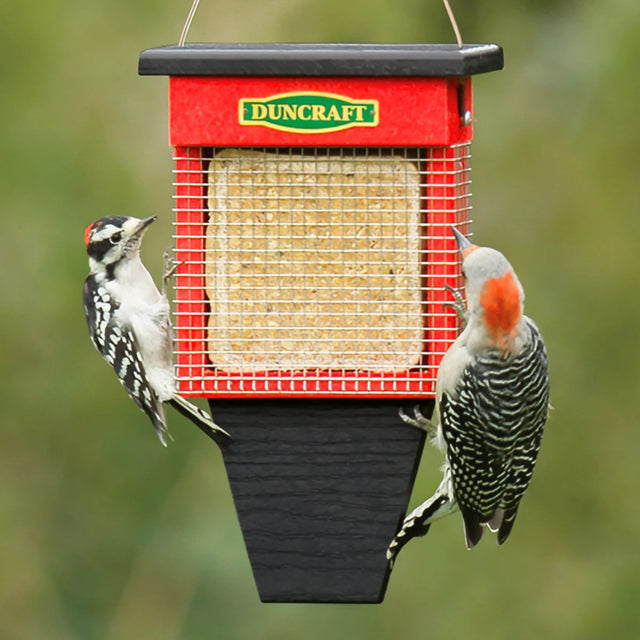 Duncraft Three Woodpecker Suet Shield Wrap Feeder with two woodpeckers on feeder, showcasing stainless steel mesh preventing large birds and squirrels from suet gorging.