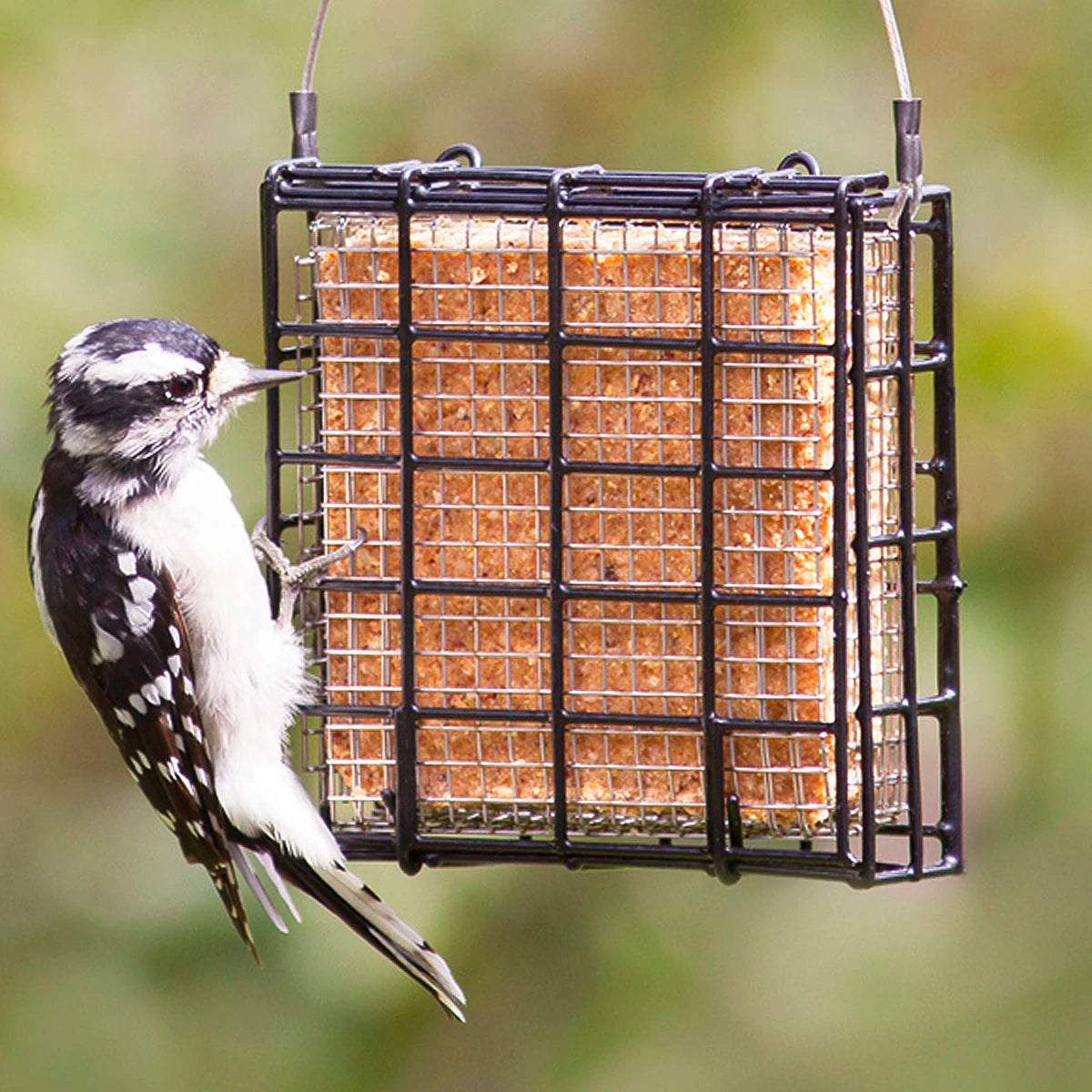 Duncraft Suet Shield Blocker Feeder with a downy woodpecker eating from a suet cake, featuring a stainless steel mesh insert to prevent gorging.