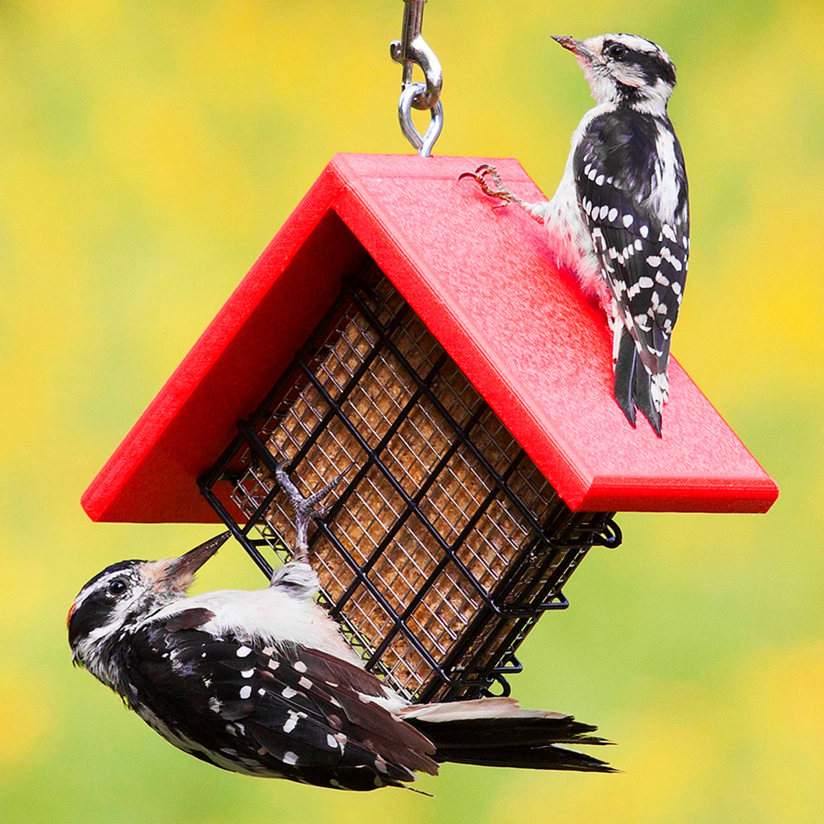 Duncraft Sheltered Suet Shield Blocker Feeder with two woodpeckers feeding on it, showcasing the durable red roof and stainless-steel suet shield.