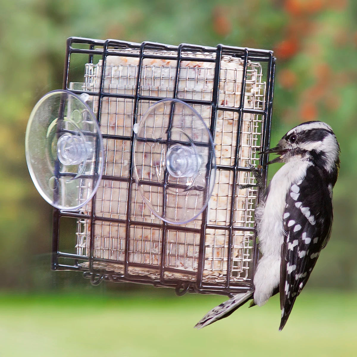 Duncraft Window Suet Shield Blocker Feeder with a woodpecker feeding on a suet cake, attached to a window using strong suction cups.