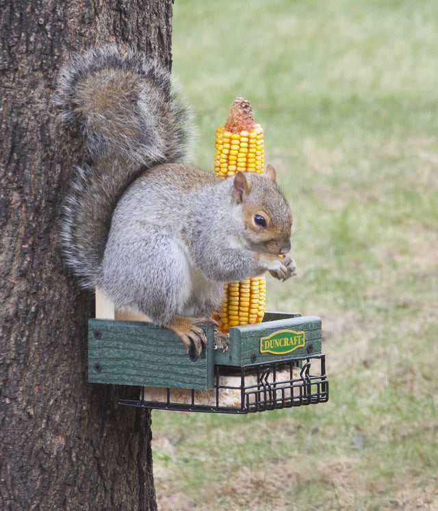 Three-In-One Squirrel Feeder with a squirrel eating corn on a bird feeder, designed to hold corn, suet cakes, and peanuts for distraction.