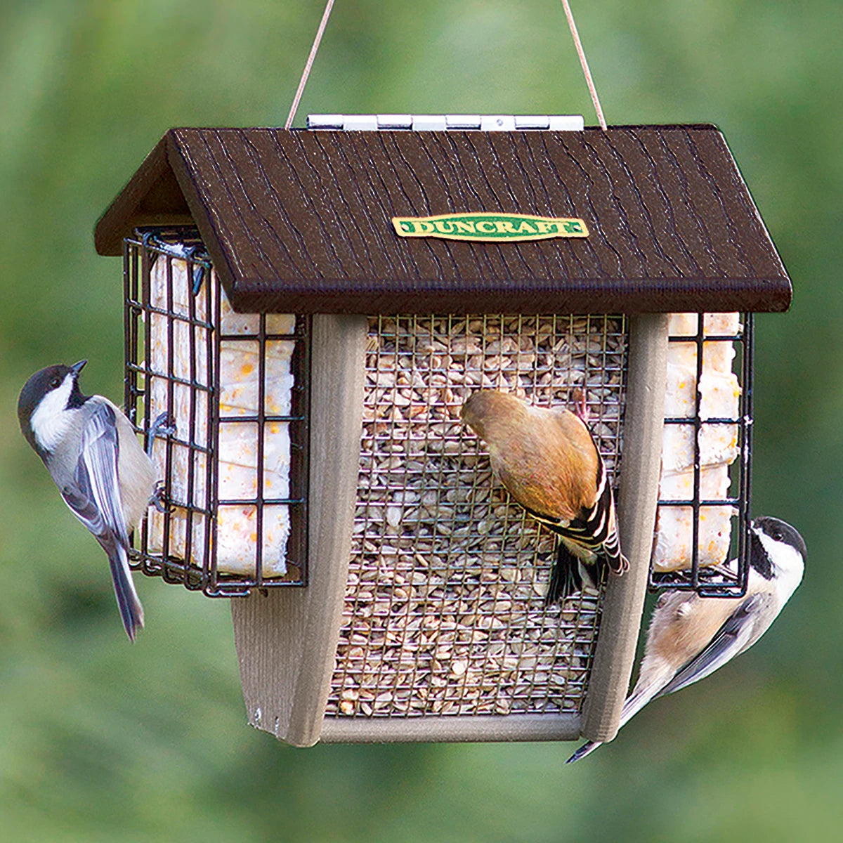 Duncraft Seed & Suet Combo Hopper featuring birds on an acorn-shaped feeder with stainless steel mesh and vinyl hanger, designed for suet cakes and seeds.