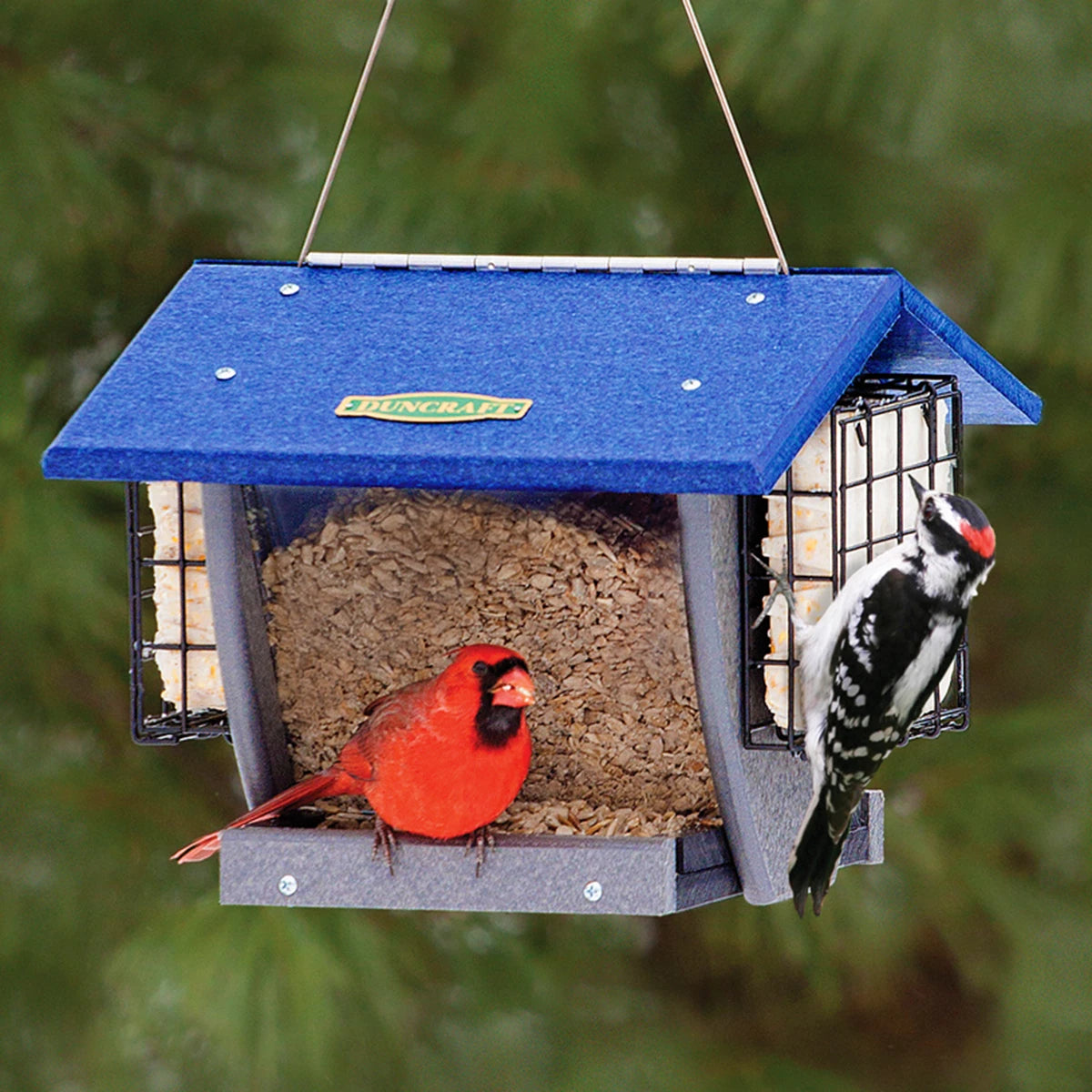 Duncraft Cardinal Shield Hopper & Suet Feeder with a red cardinal perched, featuring two seed trays and suet holders for perching and clinging birds.