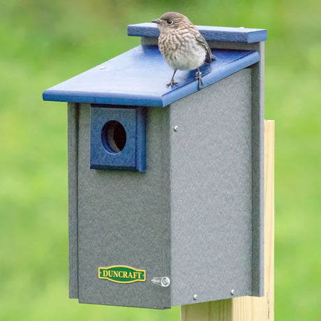 Duncraft Bluebird House Supreme: A bird perches on a sturdy, blue and gray birdhouse with a predator guard and grooved perches, designed for bluebirds.