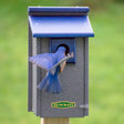 Duncraft Bluebird House Supreme showing a bluebird flying out of the birdhouse's entrance, highlighting its predator guard and built-in perches for nestlings.