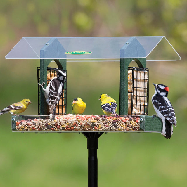 Duncraft Double Delight Feeding Station with birds on feeder; includes 72-inch pole, green recycled plastic sides, clearview roof, and floor. Ideal for attracting diverse bird species.