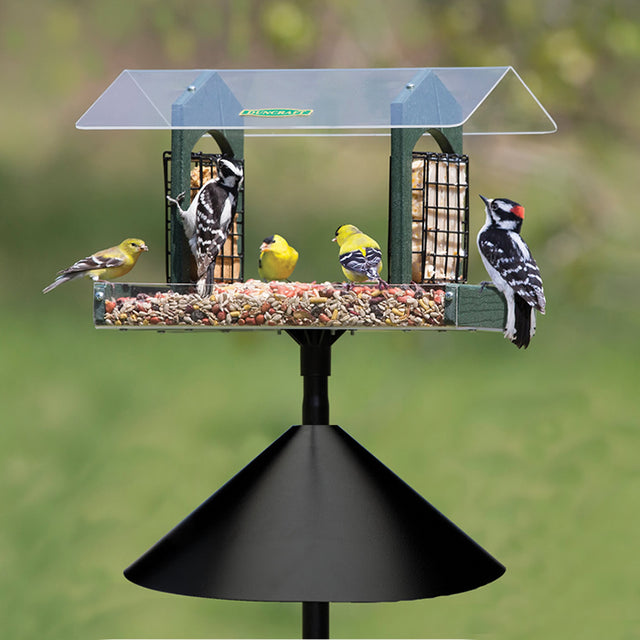 Duncraft Double Delight Squirrel-Proof Feeding Station with multiple birds feeding, showcasing room for suet cakes and easy access for clinging and perching birds.