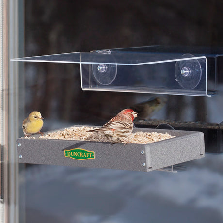 Duncraft Eco-Friendly Window Buffet Feeder with birds feeding, featuring a metal mesh floor, weather guard, and strong suction cups for window attachment.