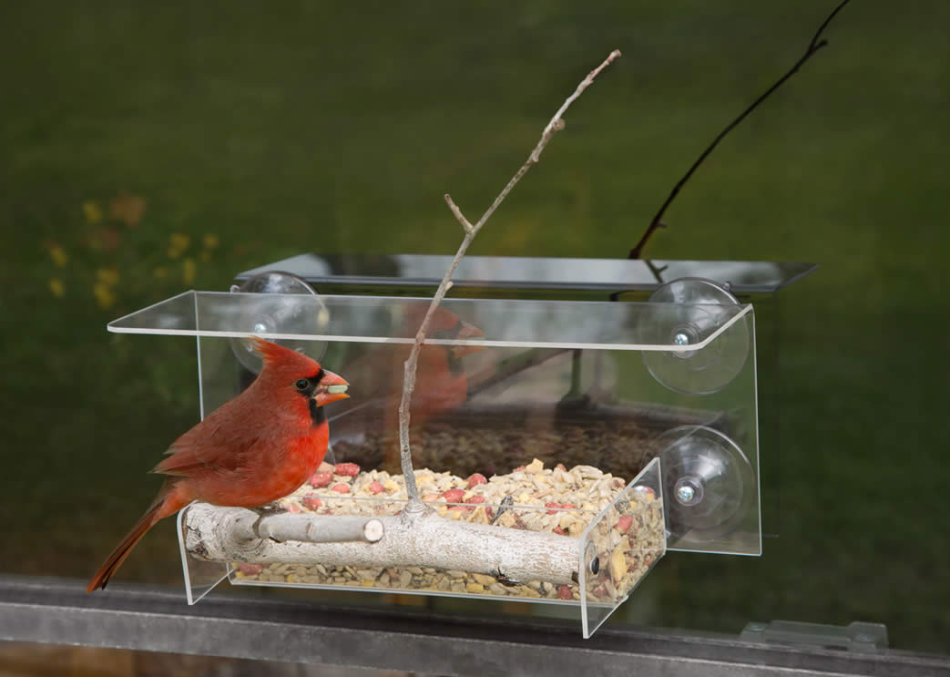 Duncraft Bird-Safe® Window Wonder Feeder with cardinal perched, featuring a clearview plastic, branch perch, and four suction cups for easy window mounting.