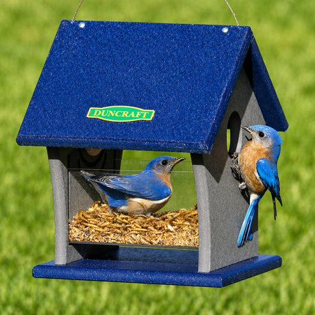 Duncraft Fly Right Inn Bluebird Feeder with clearview plastic basin and four 1-1/2 inch fly-through openings, built from durable recycled plastic, includes wire hanger.